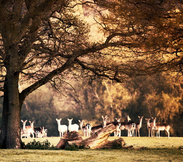 photograph of the new forest